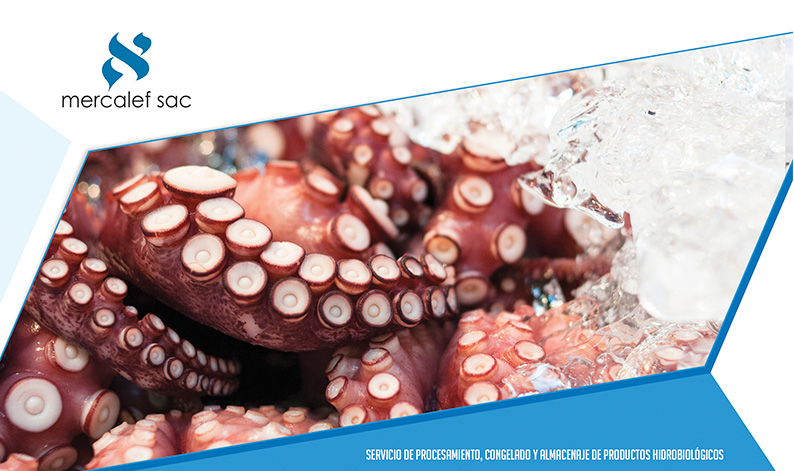 Pulpo – Entero